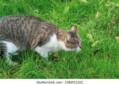 Big House Cat Hunting Outside On The Grass