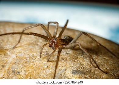 953 Giant House Spider Images, Stock Photos & Vectors | Shutterstock