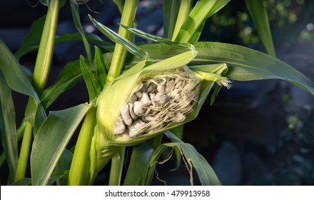 Big Huitlacoche Mexican Teosinte Corny Ailing Stock Photo 479913958 ...