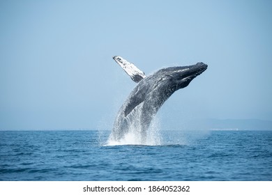 Big Humpback Whale Breaching Out of Water in ocean