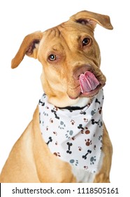 Big Hungry Crossbreed Dog Wearing Bandana With Tongue Out To Lick Lips 