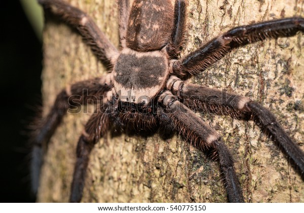 big huntsman spider on tree trunk. Huntsman\
spider is members of the family Sparassidae (formerly\
Heteropodidae. Masoala National park, Toamasina province,\
Madagascar wildlife and\
wilderness