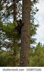 Big Idaho Black Bear Sitting In A Tree.