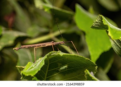 Big insect creature Stick Insect, Phasmatodea on night rainforest on green leaf . Quepos, Costa Rica wildlife.
