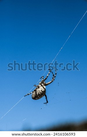 Big Insect Spider and Web into the Wild