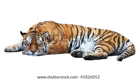 Big isolated tiger sleep