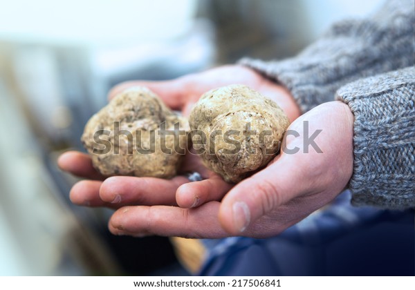 Big Italian white truffles (Tuber Magnatum)\
on hand. Festivals and fairs\
Italy