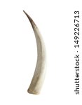 Big ivory tusk isolated on white background