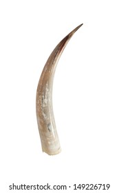 Big Ivory Tusk Isolated On White Stock Photo 149226686 | Shutterstock