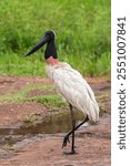 Big jabiru stork bird in the Pantanal of Miranda, Mato Grosso do Sul, Brazil