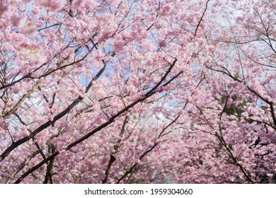 Big Japanese Sakura Cherry Blossom Tree Stock Photo 1959304060 ...