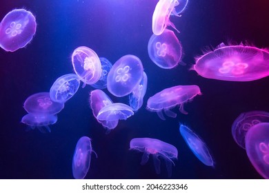 Big Jellyfish In Large Aquarium In Dubai