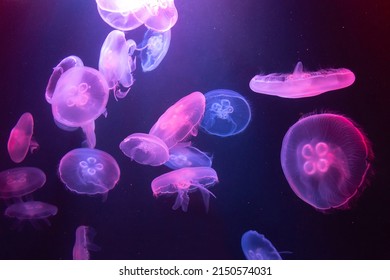 Big Jellyfish In Large Aquarium In Dubai