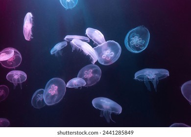 Big Jellyfish in large aquarium in Dubai - Powered by Shutterstock