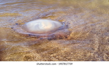 Big Jellyfish Swimming At Transparent Water, Punta Del Este, Uruguay