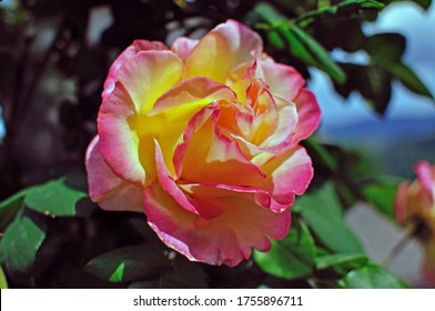 Big Jules Verne Rose (Flower)