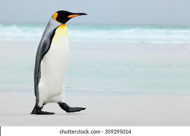 Big King Penguin Going In To The Blue Water, Atlantic Ocean On Falkland Island, Sea Bird In The Nature Habitat.