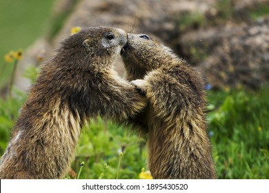 groundhog day kissing scene