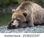 Big Kodiak bear resting on the rocks after a swim in the river