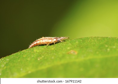 アブラムシライオン の画像 写真素材 ベクター画像 Shutterstock