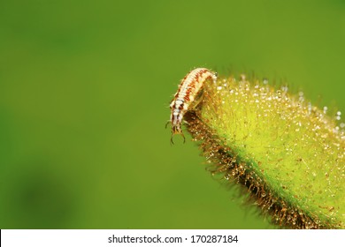 アブラムシライオン の画像 写真素材 ベクター画像 Shutterstock