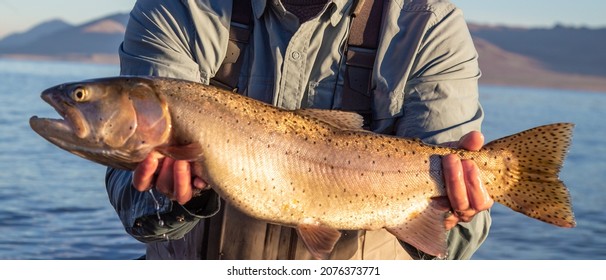 Big Lahotan Cutthroat Trout Caught And Released At Pyramid Lake Near Reno, Nevada On The Paiute Indian Reservation