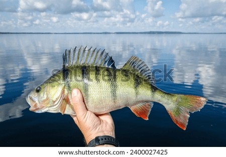 Big lake perch - fishing trophy