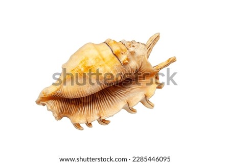 Big Lambis scorpius seashell isolated on white background. Tropic Spider conchs large natural sea shell cut out icon. Exotic empty marine Strombidae gastropod house cutout element for design