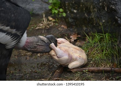 Big Large Andean Condor Vulture Eating Whole Chicken Meat