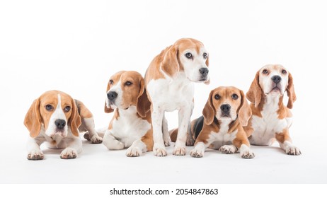 Big beagle Images, Stock Photos & Vectors | Shutterstock