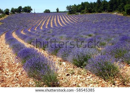 Similar – #A# Lavender Good Art