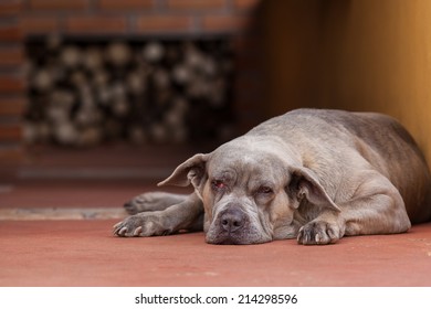 A Big Lazy Dog Almost Sleeping On The Floor