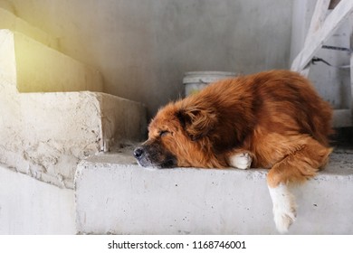 Big Lazy Dog Sleeping On Concrete Stair.