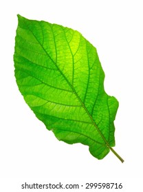 big leaf isolated