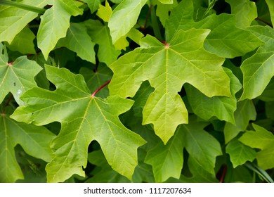 Big Leaf Maple