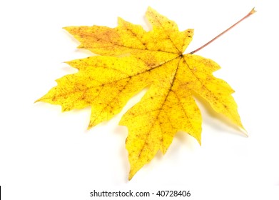 Big Leaf Maple In Fall Color Isolated On White Background With Soft Drop Shadow