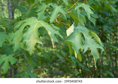 Big Leaf Maple Photographed Near Shelton, WA, USA.