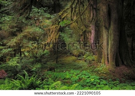 Big Leaf Maple tree draped with Club Moss, Hoh Rainforest, Olympic National Park, Washington State