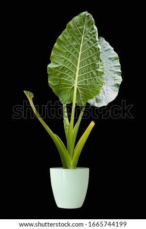 Big leaf ornamental plants, ornamental plants planted in pots through dicut black backdrop for designs and decorations png ps ans ai