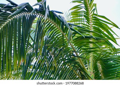 Big Leaf Of Queen Palm Tree 