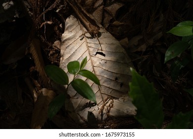 a big leaf with the sun light