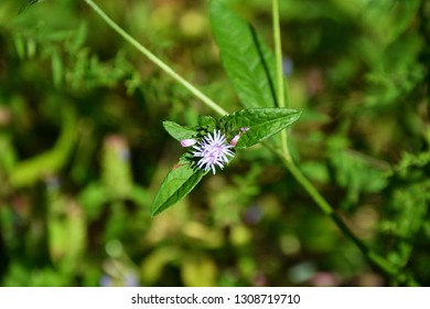 A Big Leafed Aster Wildflower Along The Trail At Mingus Mill, Smoky Mountains National Park, North Carolina.