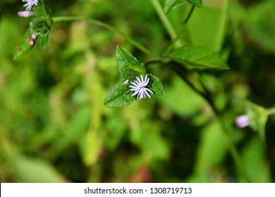 A Big Leafed Aster Wildflower Along The Trail At Mingus Mill, Smoky Mountains National Park, North Carolina.