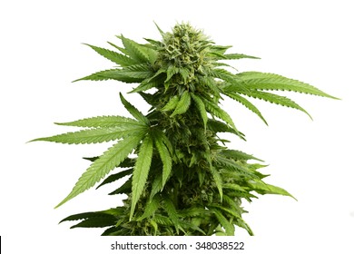 Big Leafy Cannabis Plant With Marijuana Buds Isolated By White Background