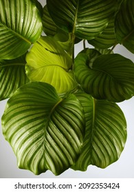 Big Leaves Of Calathea Orbifolia