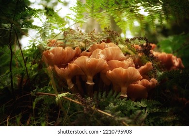 Big Leccinum Mushrooms Grow In Sun Rays Forest On Wood Base. Beautiful Edible Autumn Raw Bolete