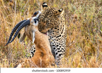 Big Leopard Catches Its Prey