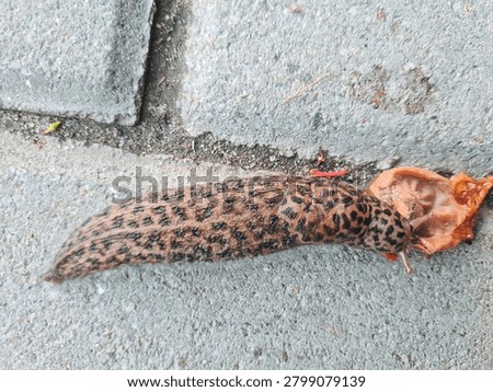 Big Leopard slug crawl on road, top view. Large spotted Limax maximus (great grey) slug feed on city street, shell-less terrestrial gastropoda mollusc eat topview