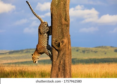 Big Leopard Split Nose climbing on a tree in Masai Mara, Kenya