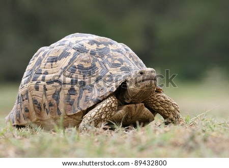 Big leopard tortoise